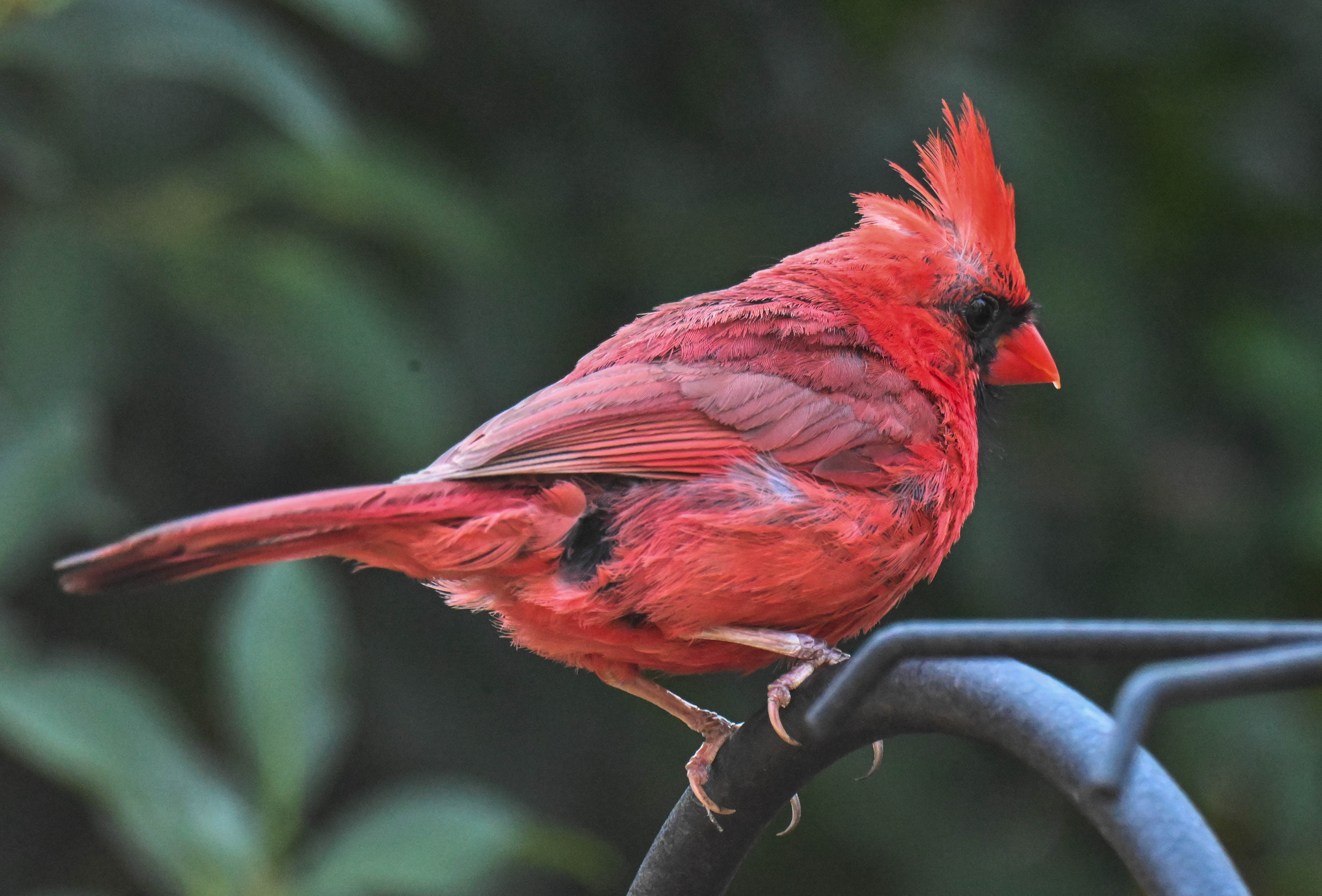 cardinal bird