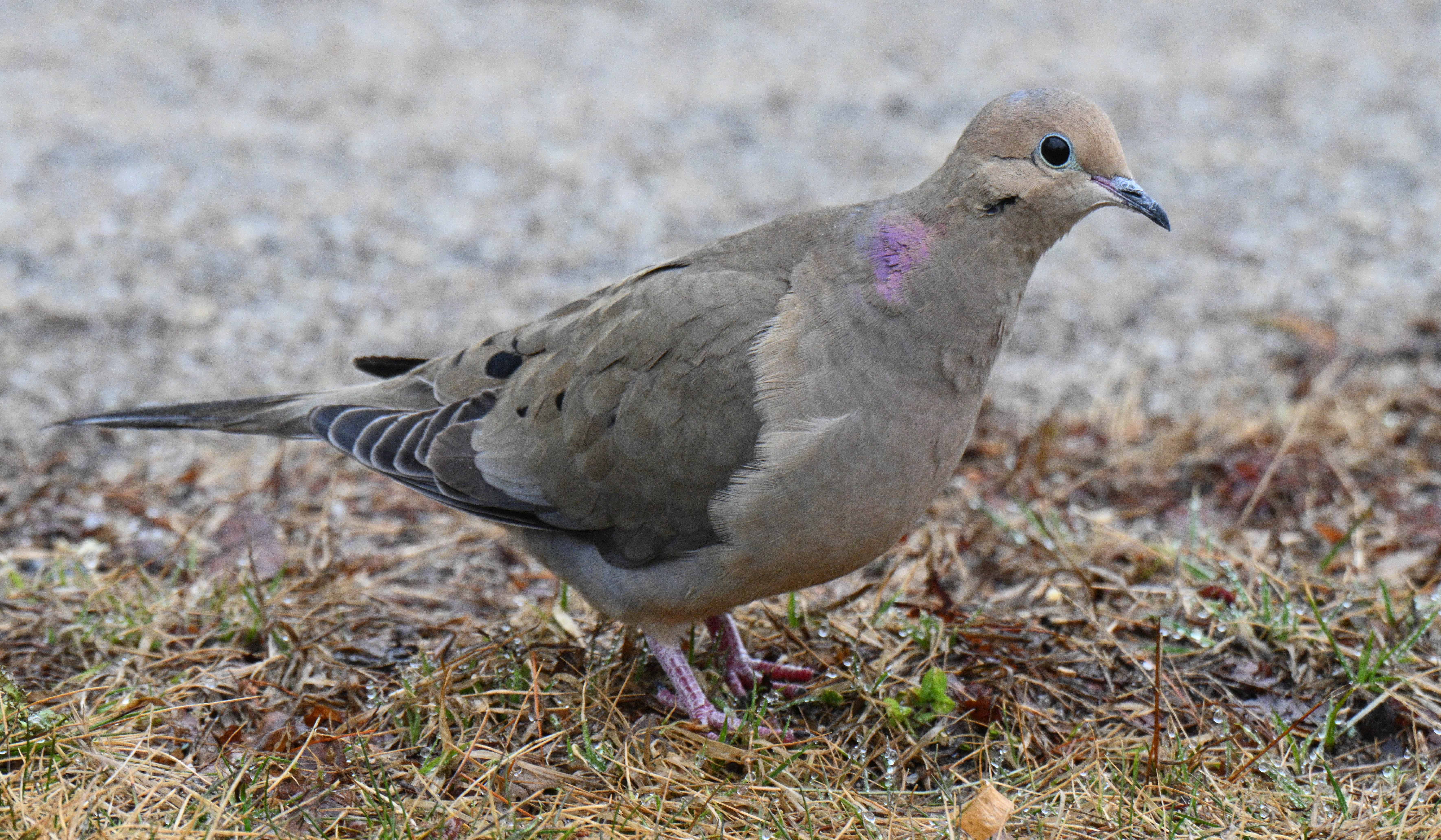 mourning dove bird
