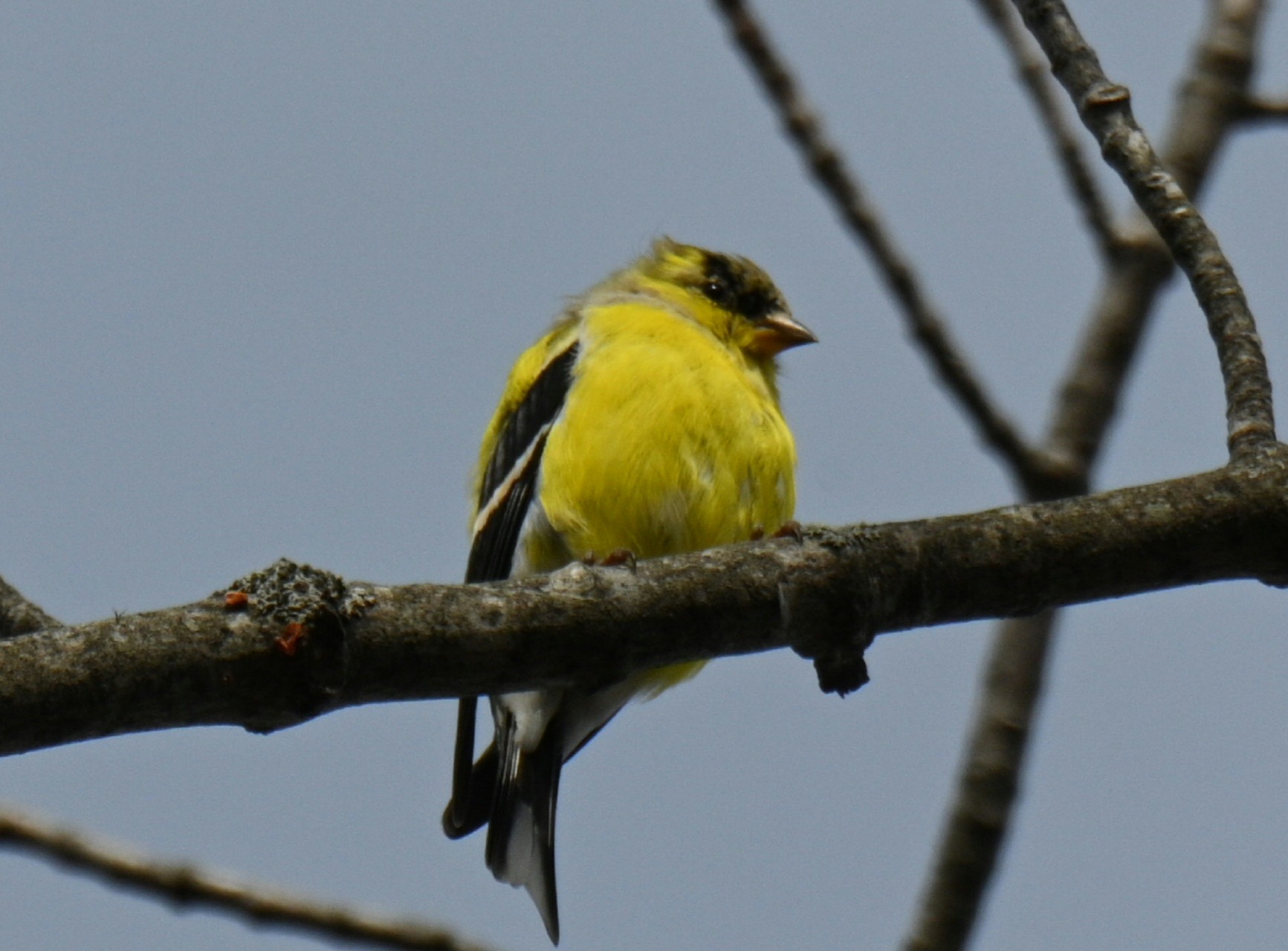 goldfinch bird