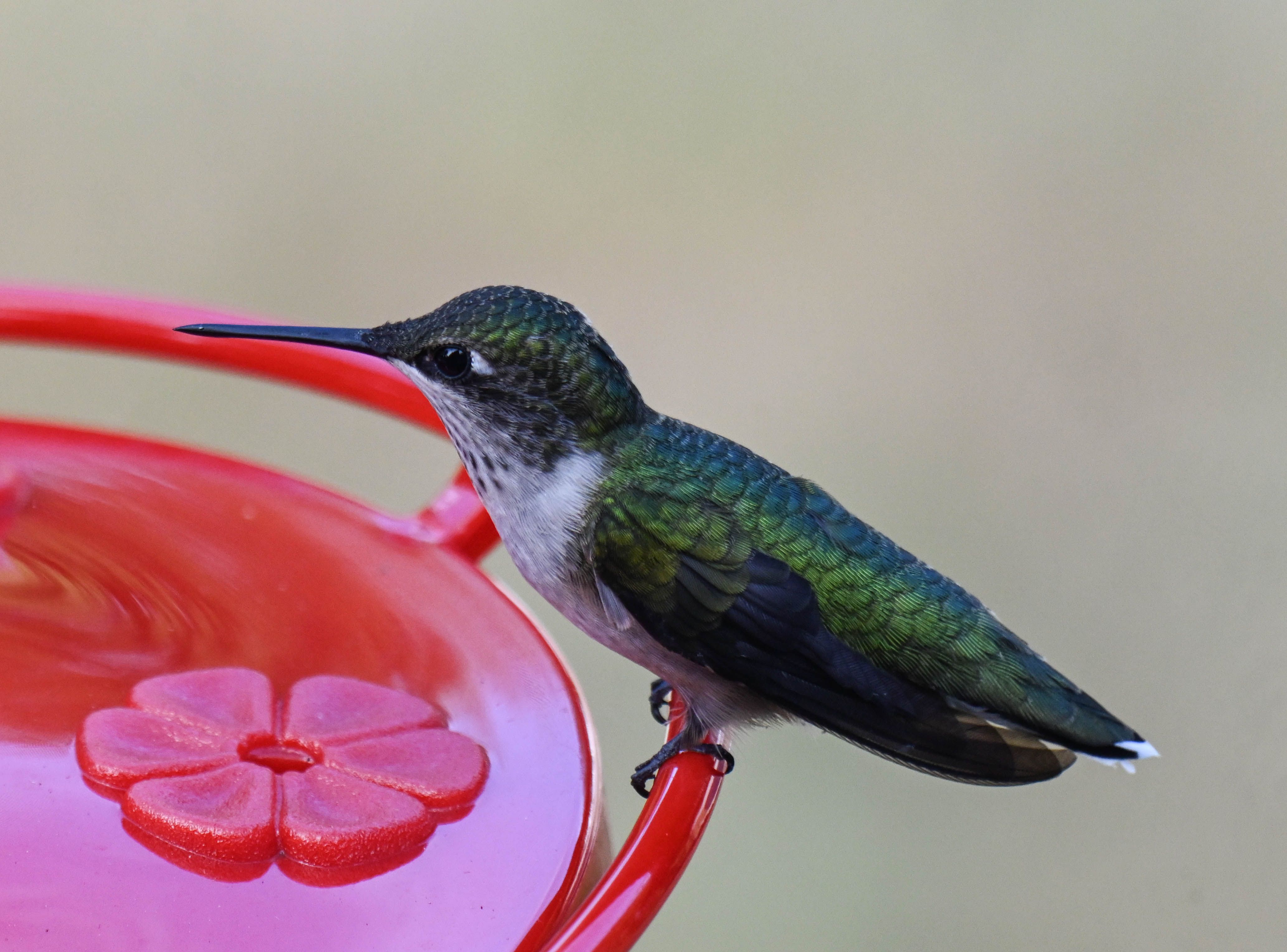 hummingbird