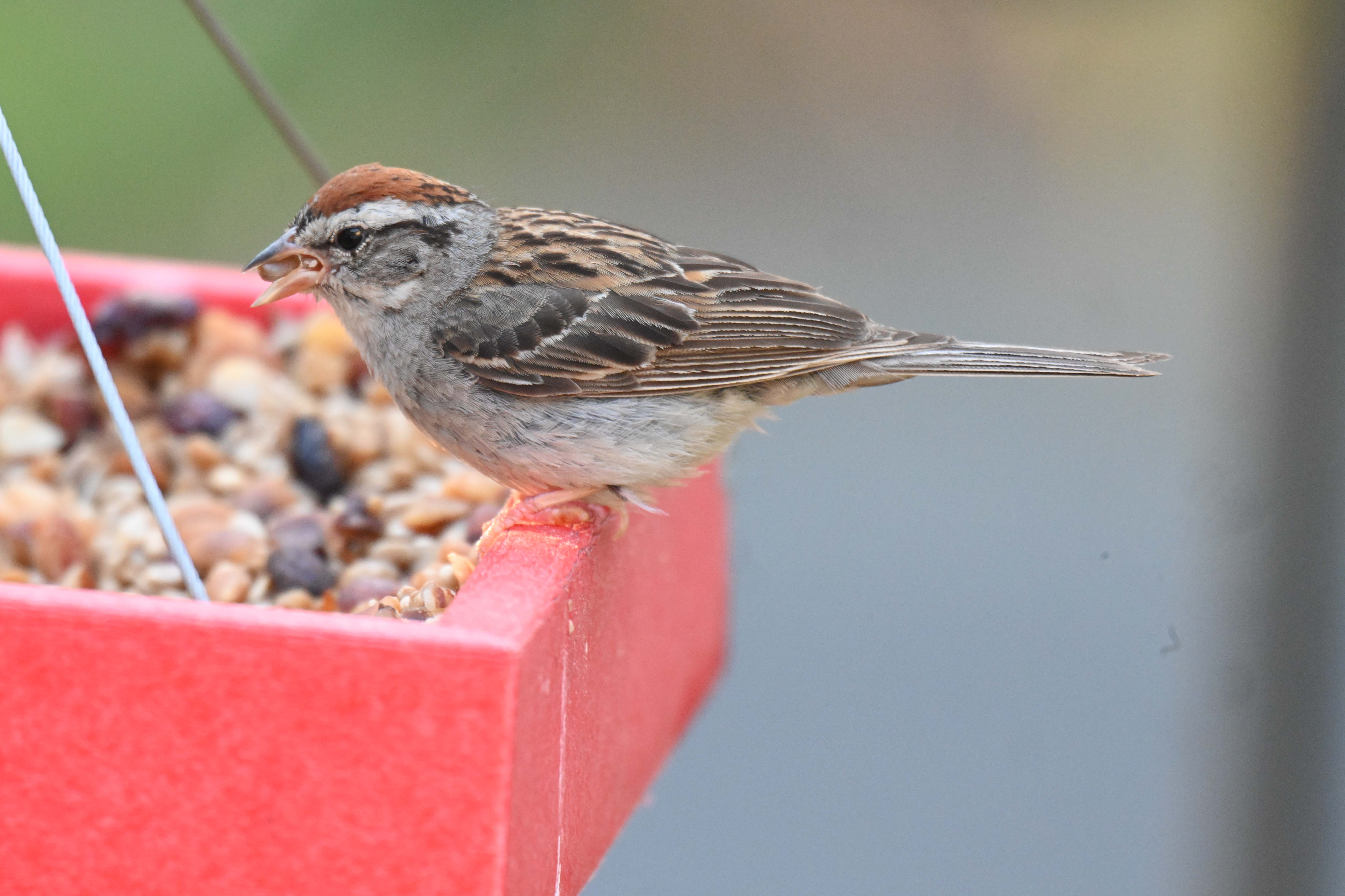 chipping sparrow bird