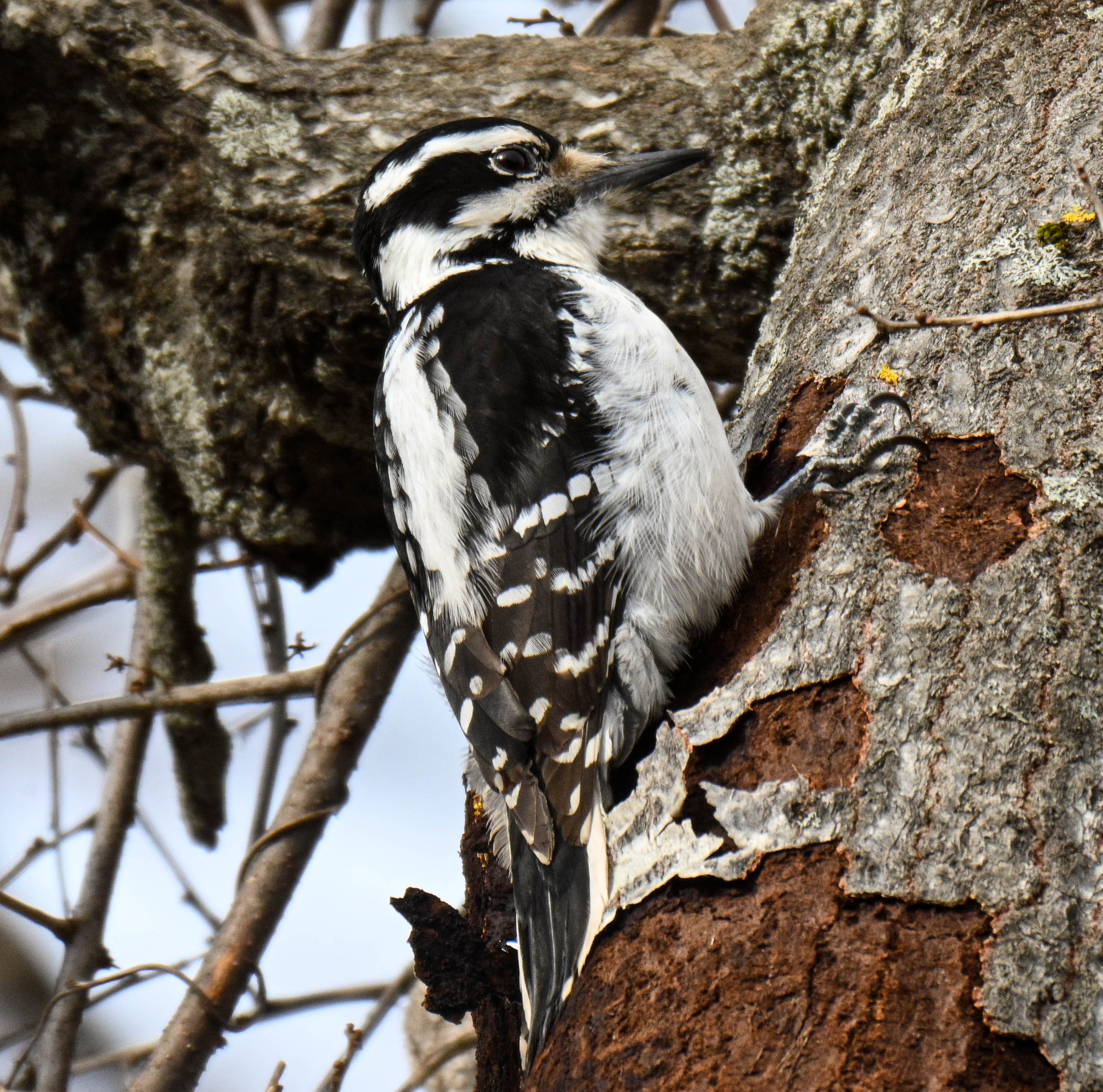 woodpecker